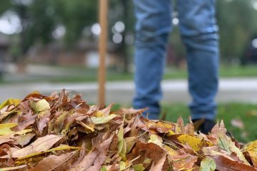 leaves, fall, autumn, nature, raking, leaf, season