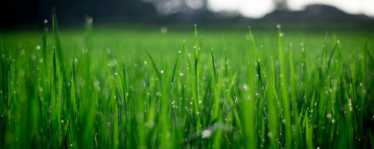 Close-up of lush green grass covered with morning dew in a rural field.